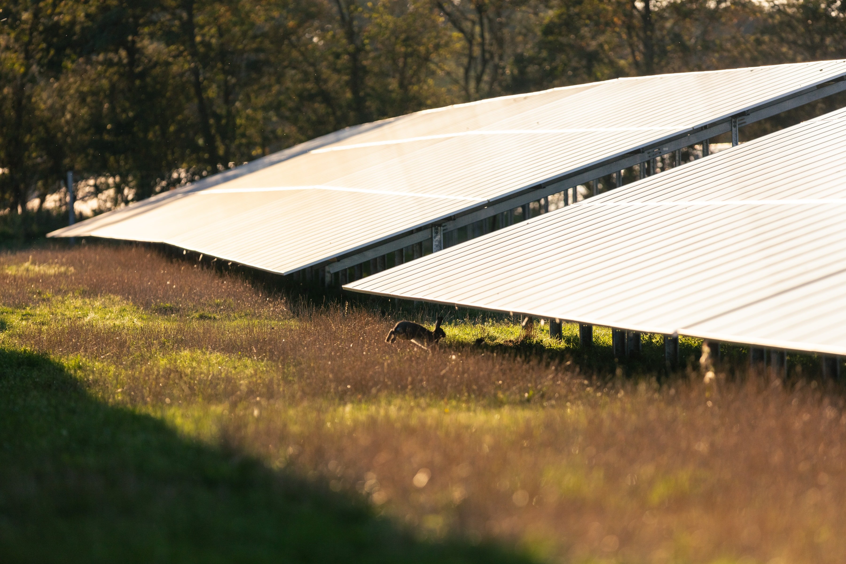 Image of a hare under solar panels