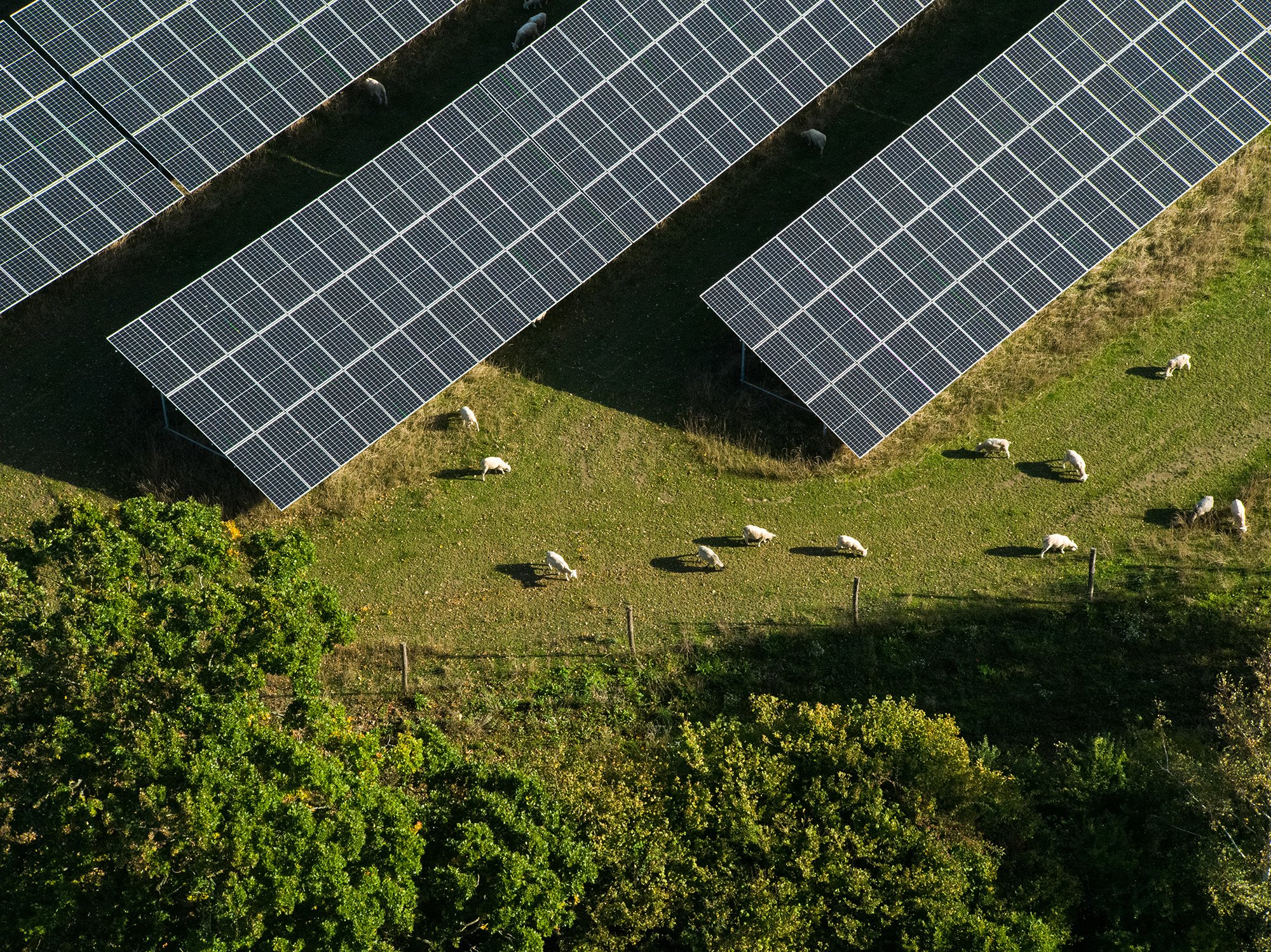 Drone image of a solar park with sheeps walking around the solar panels. 