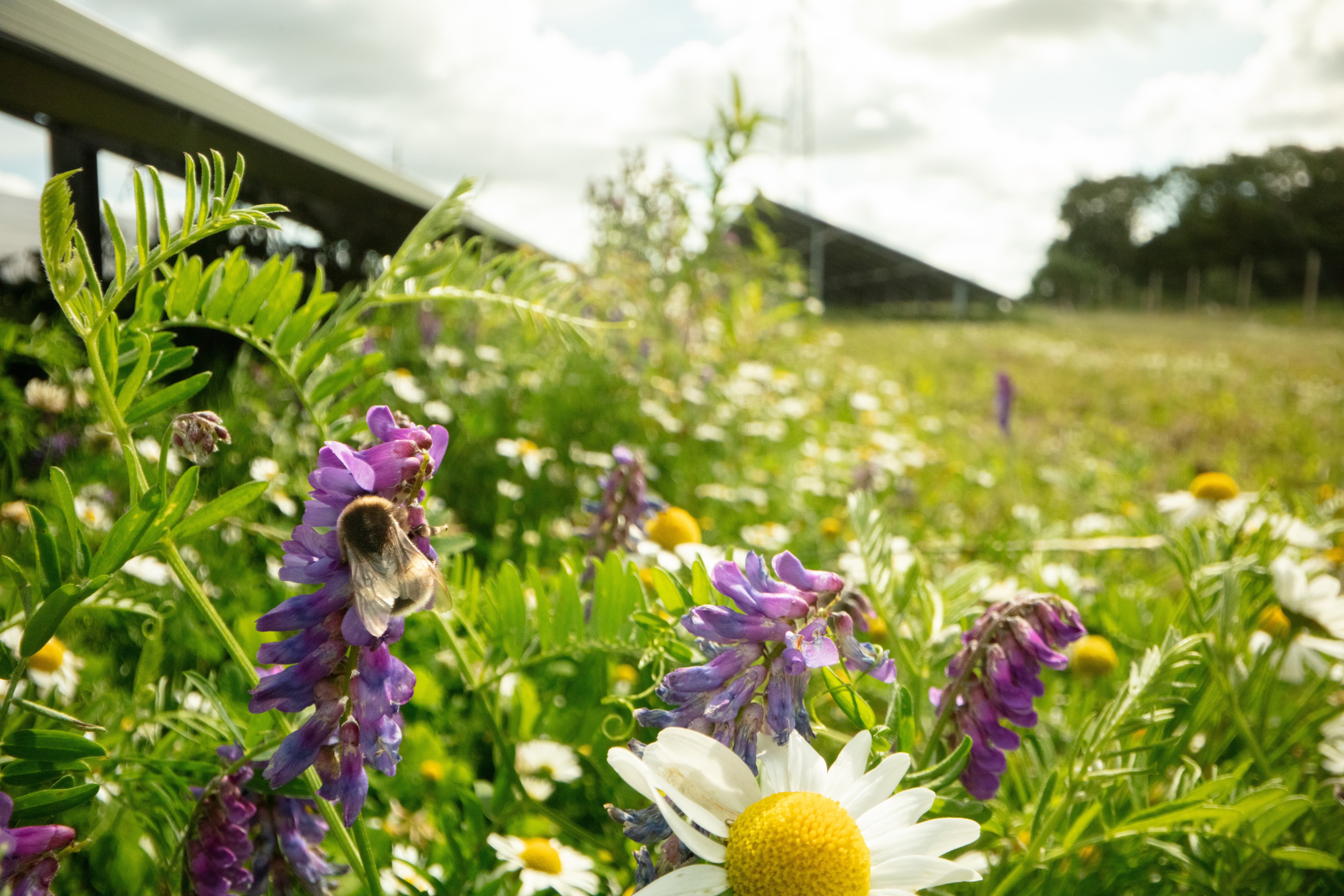 Solceller og blomster i forgrunden