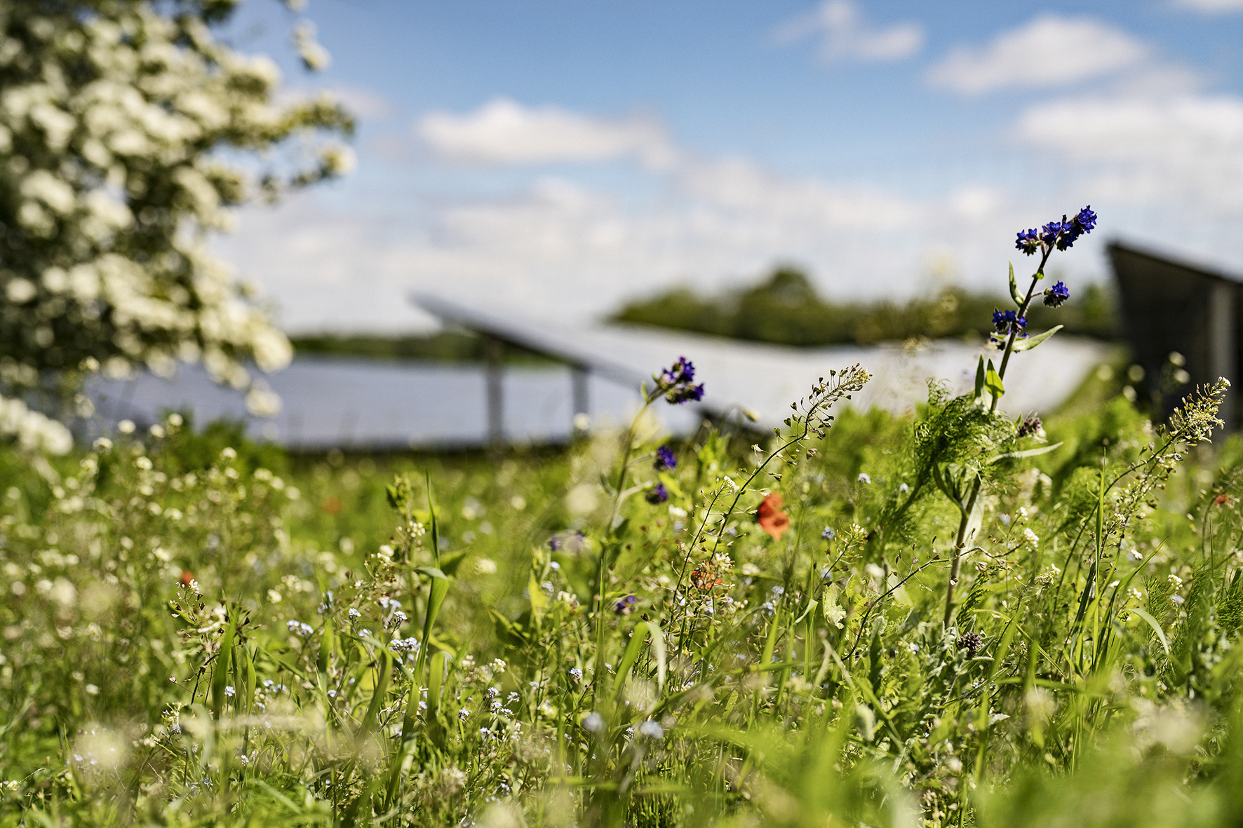 Billede af blomster foran solpaneler)