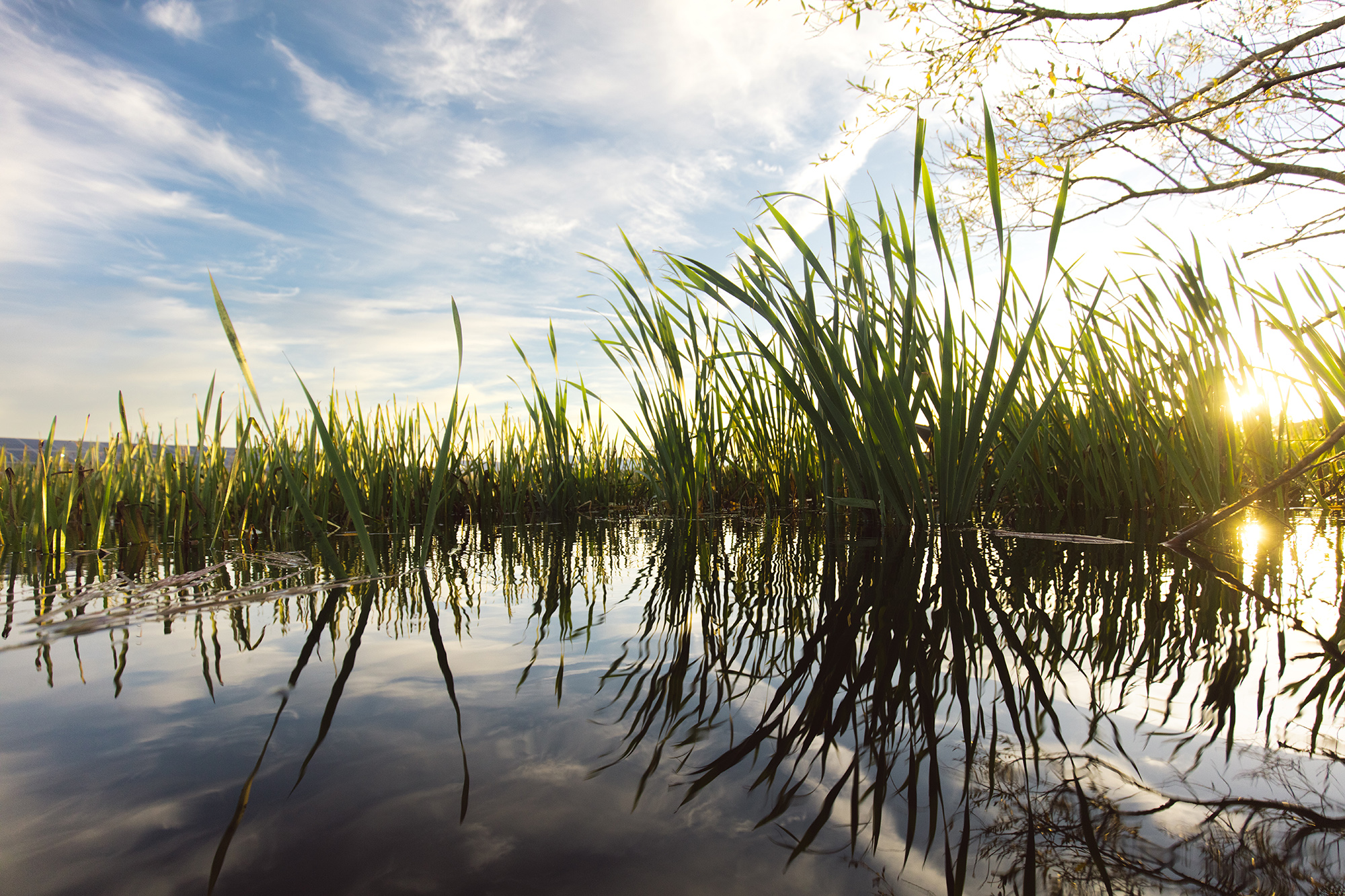 Image of lake and reeds)