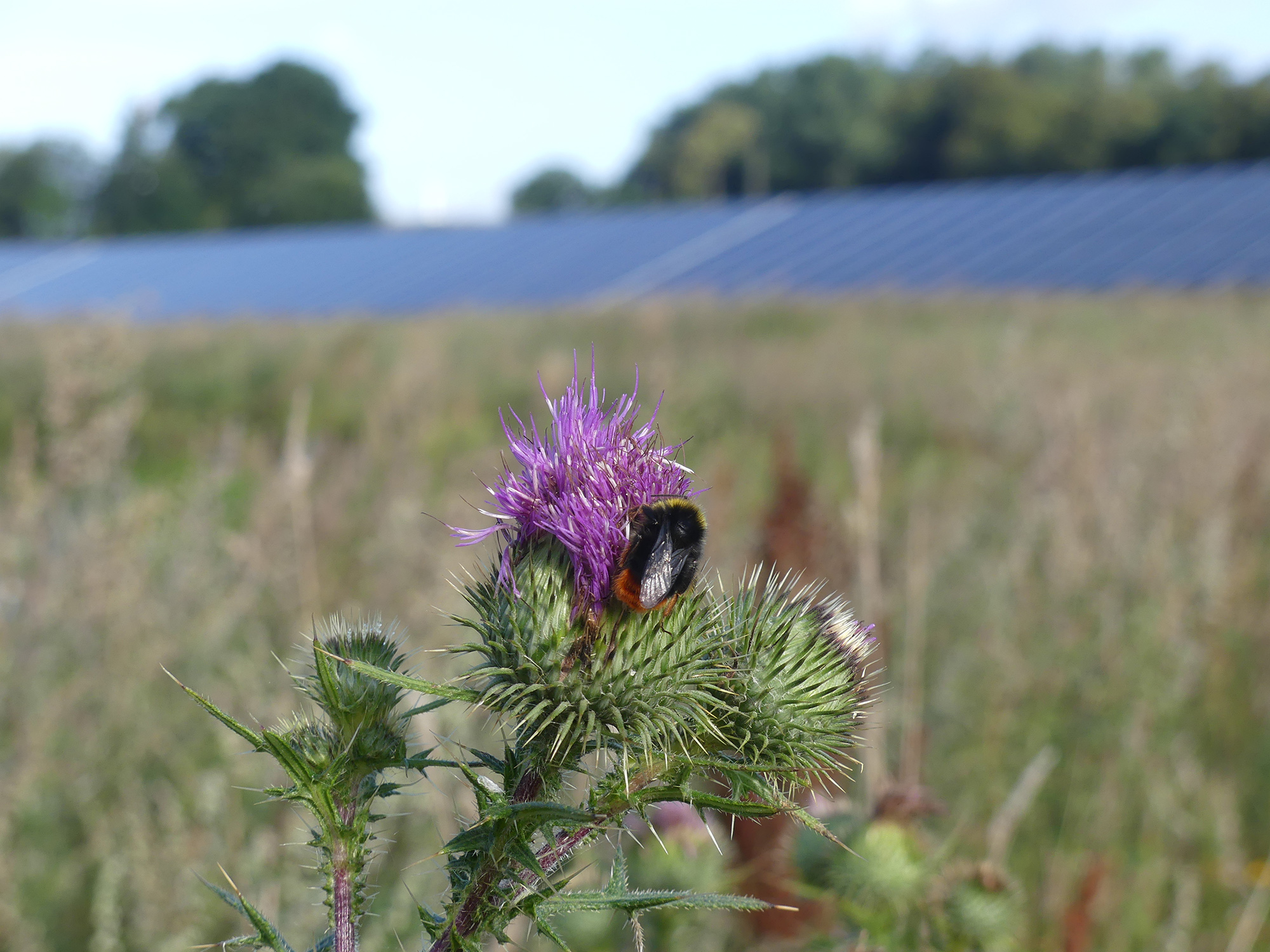 Image of purple flower on a field