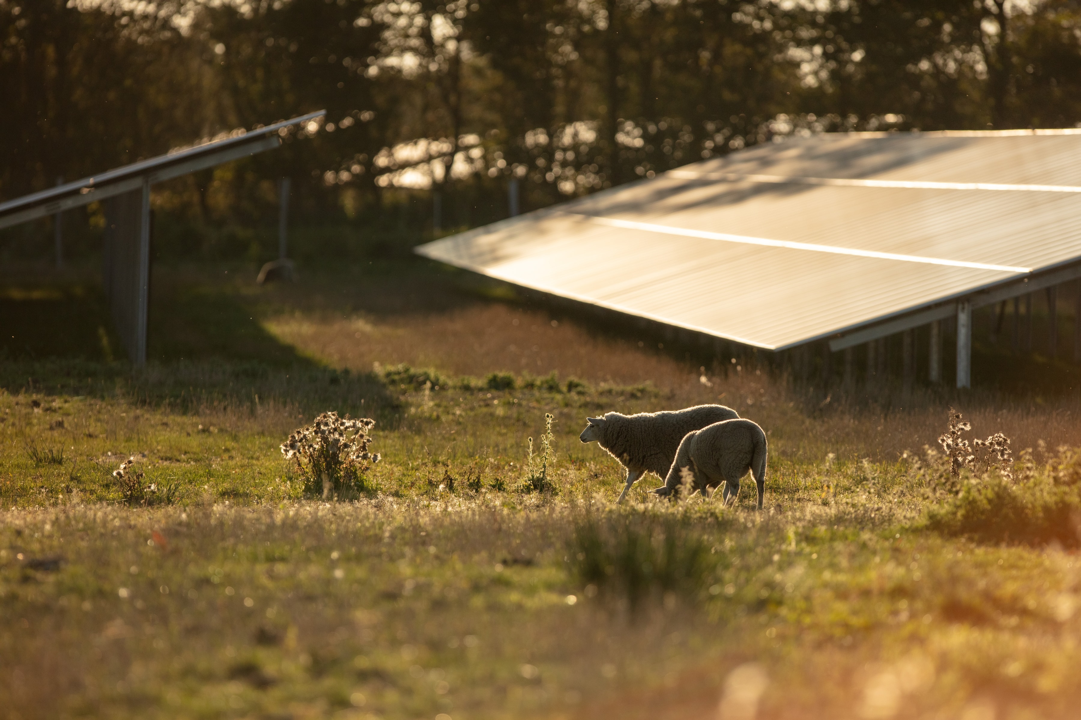 Sheep near a solar park)