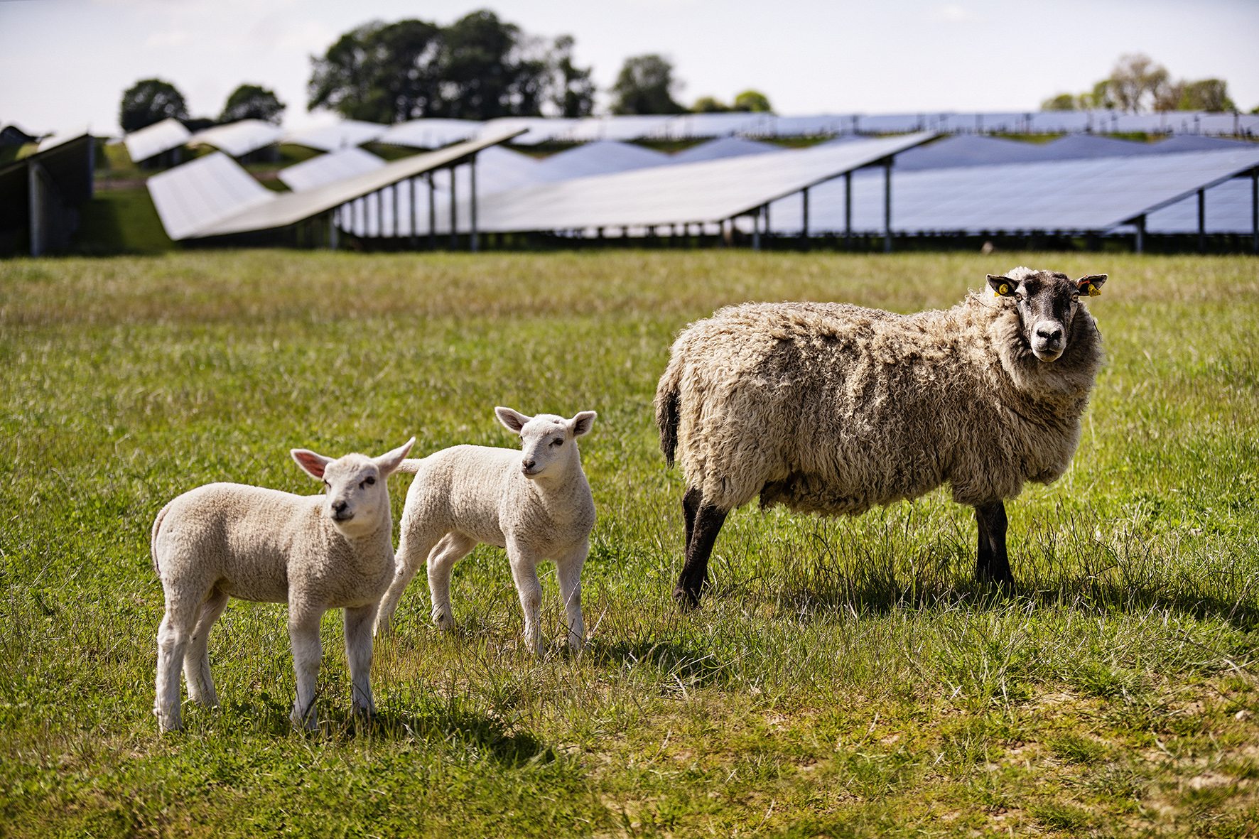 Sheep near a solar park)