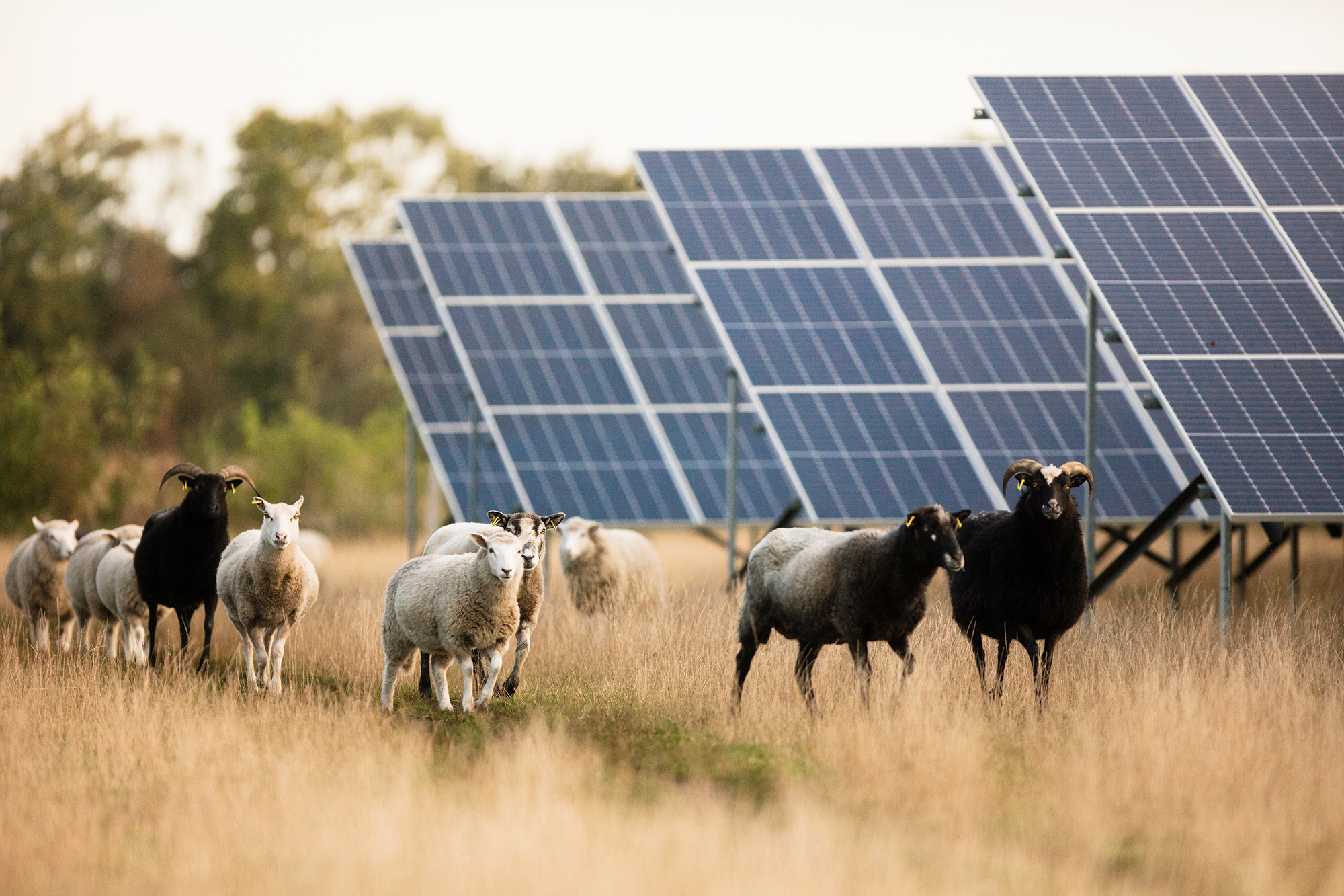 Sheep in a solar park)